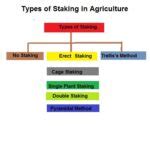types of staking in agriculture|(PDF) Climate.
